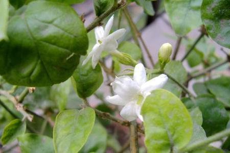 茉莉花的修剪视频,视频教程详解