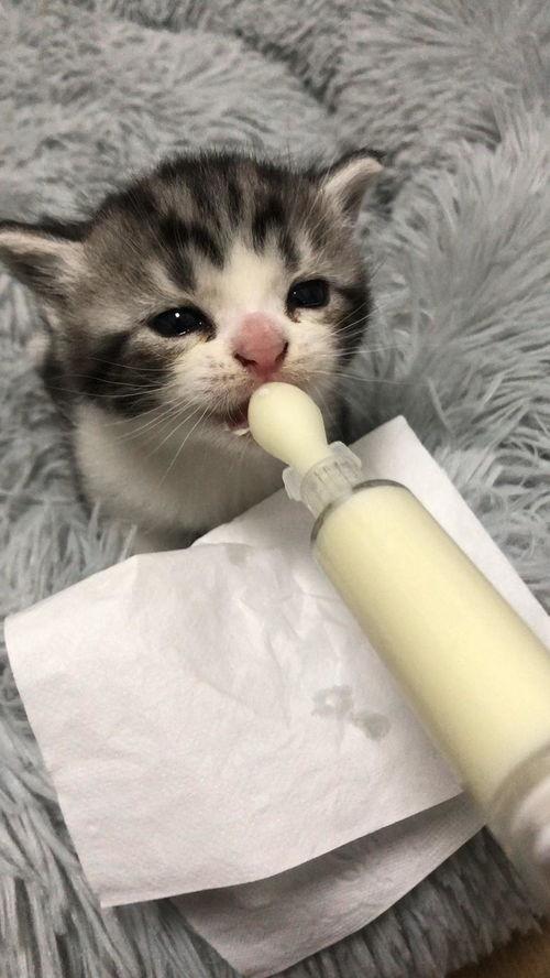 小猫视频 可爱