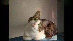 小猫视频 可爱