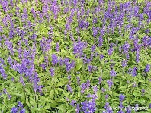 丹参种植技术视频,从播种到收获的全程指导