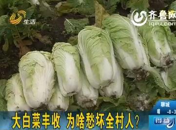 人造白菜视频,科技与自然的完美融合
