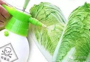 人造白菜视频,科技与自然的完美融合